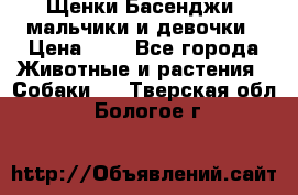 Щенки Басенджи ,мальчики и девочки › Цена ­ 1 - Все города Животные и растения » Собаки   . Тверская обл.,Бологое г.